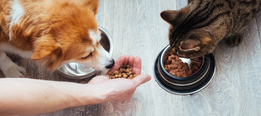Exploring Sustainable Pet Diets: Insects as a Viable Option