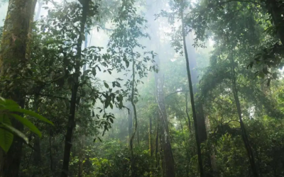Google Invests in Amazon Reforestation Through Major Carbon Credit Purchase